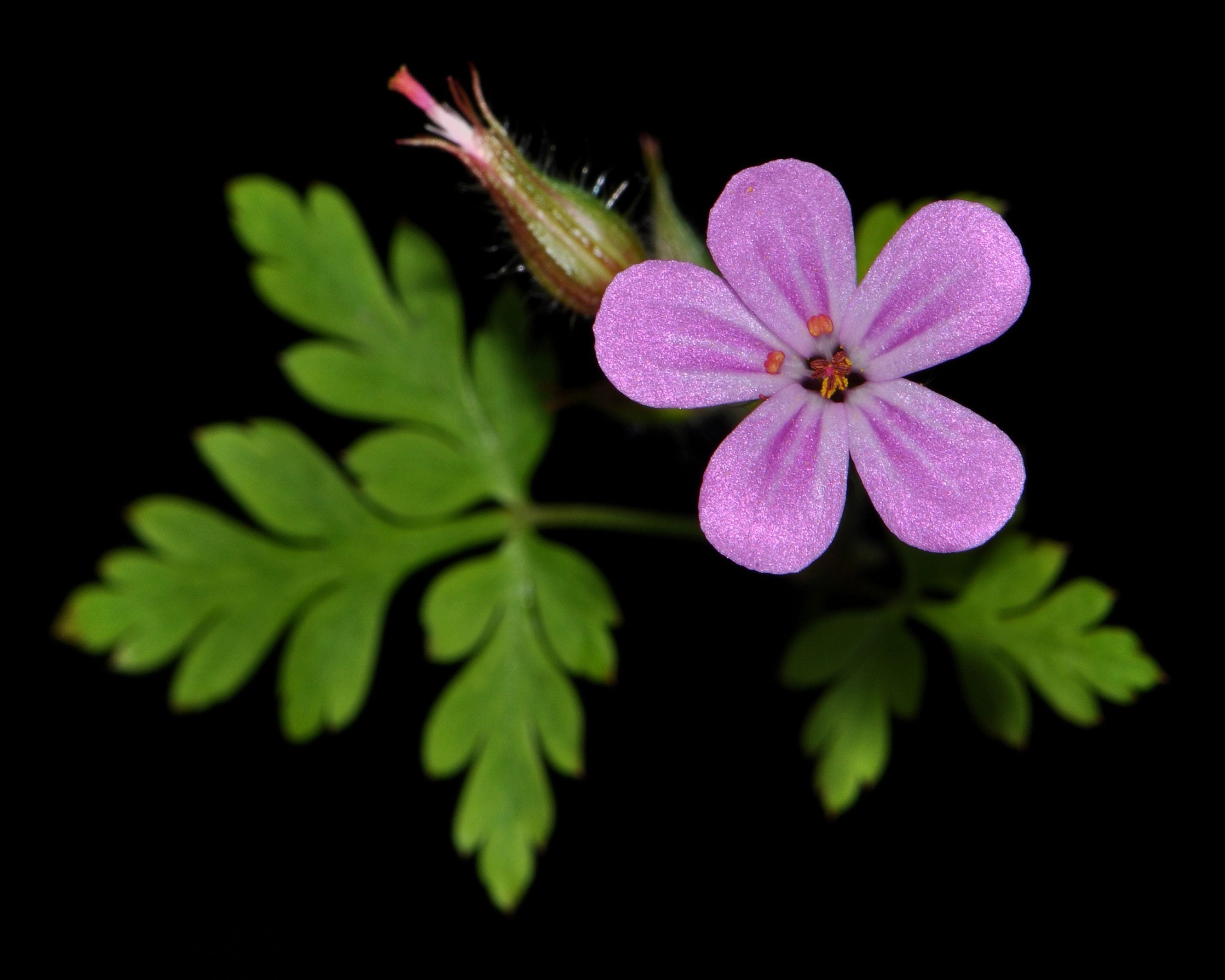Herb Profile: Herb Robert (Geranium robertianum)