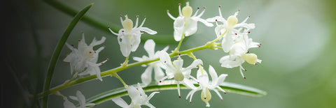 Herb Profile: Shatavari (Asparagus racemosa)