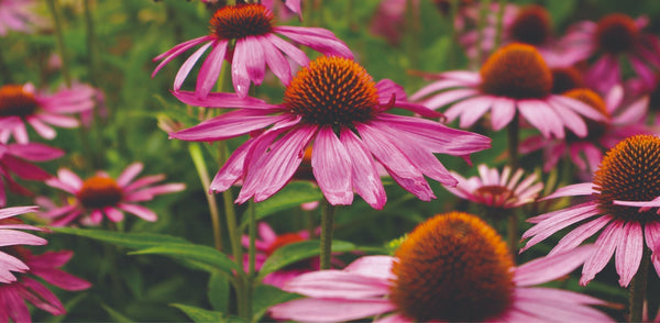 Herbs for Immunity: A Complete Guide