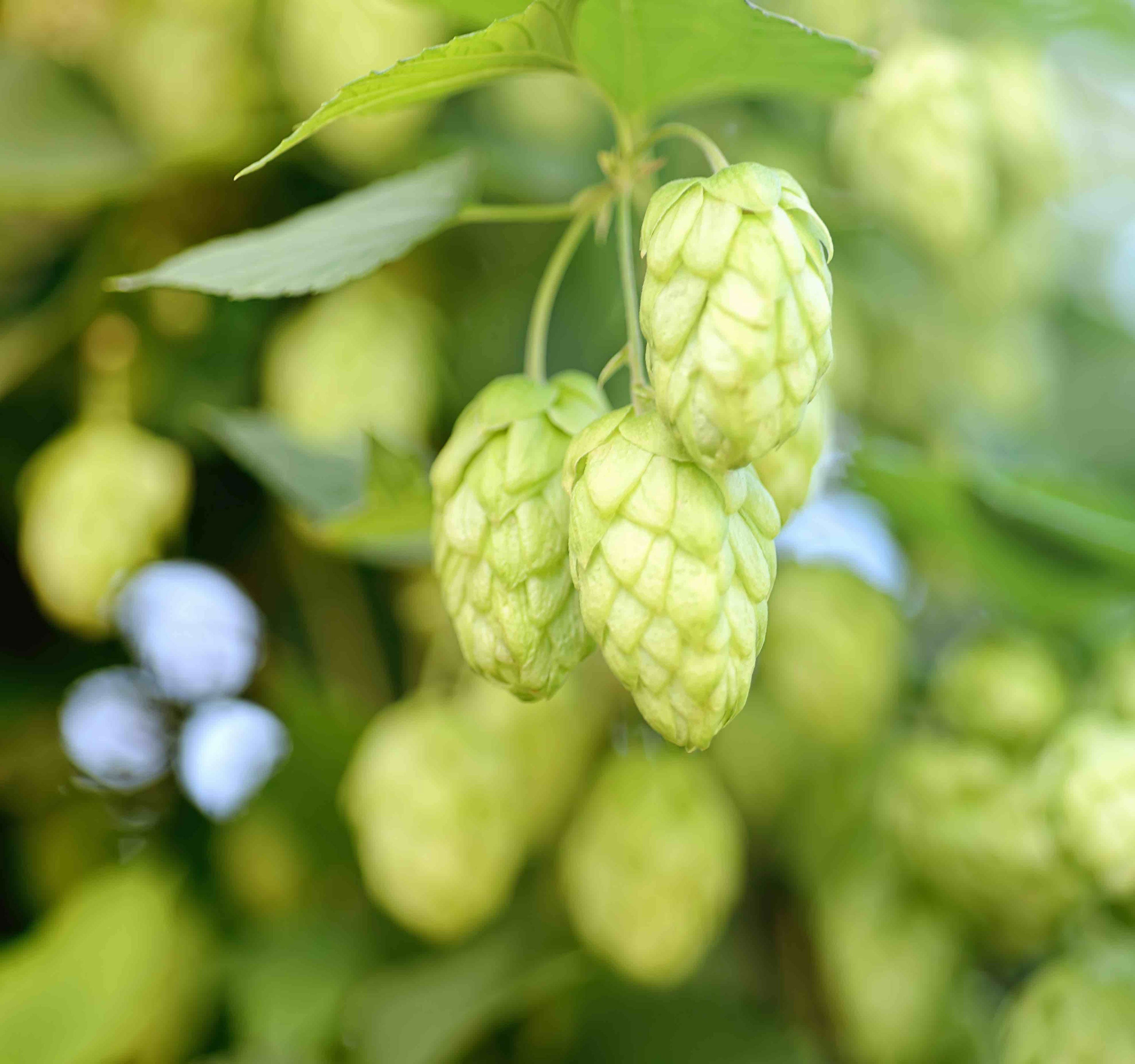Herb Profile: Hops (Humulus lupulus)