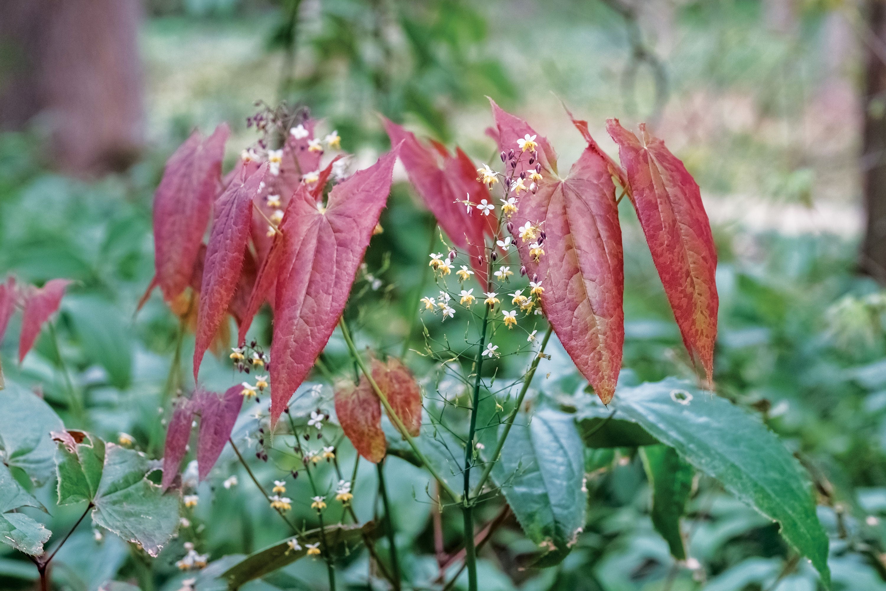Herb Profile: Horny Goat Weed (Epimedium sagittatum)