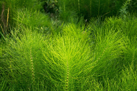 Herb Profile: Horsetail (Equisetum spp.)