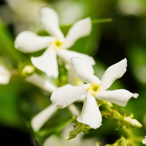 Herb Profile: Jasmine (Jasminum officinale)