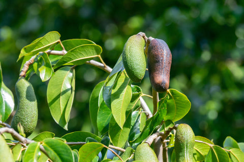 Herb Profile: Jatoba (Hymenaea courbaril)