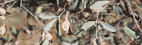 Herb Profile: Jilungin (Terminalia canescens)