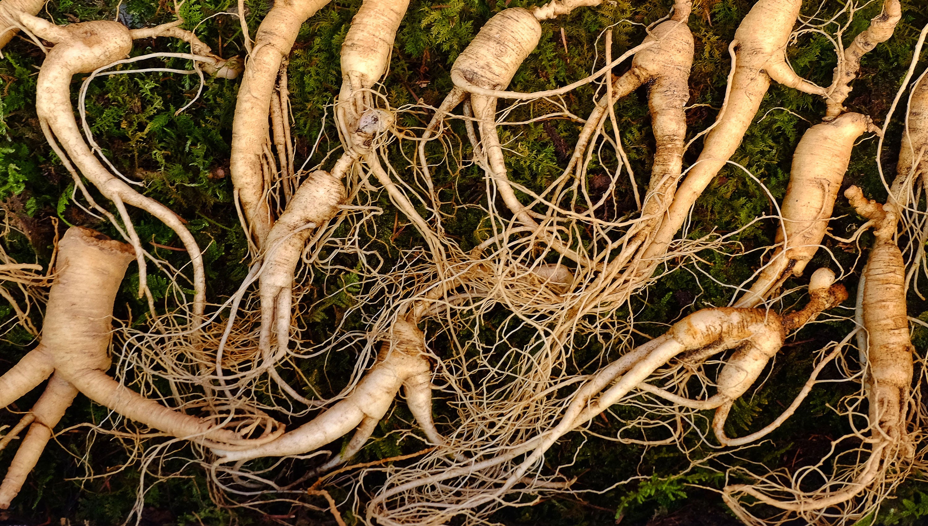 Herb Profile: Korean Ginseng (Panax ginseng)