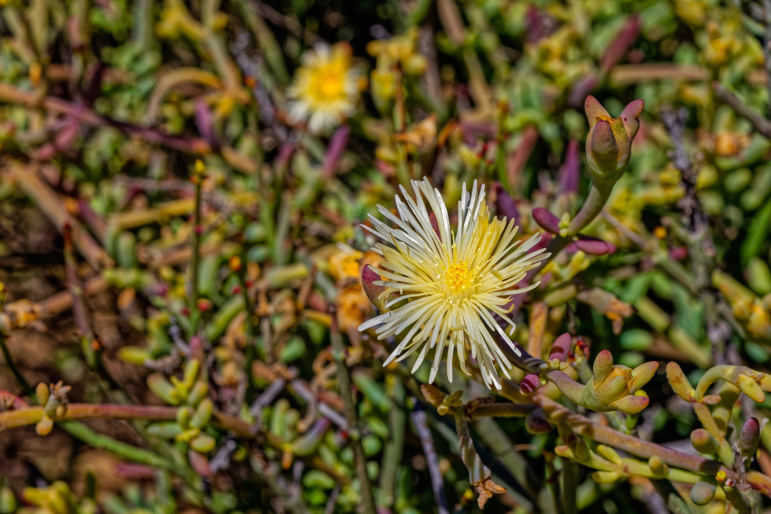 Herb Profile: Kanna (Sceletium tortuosum)