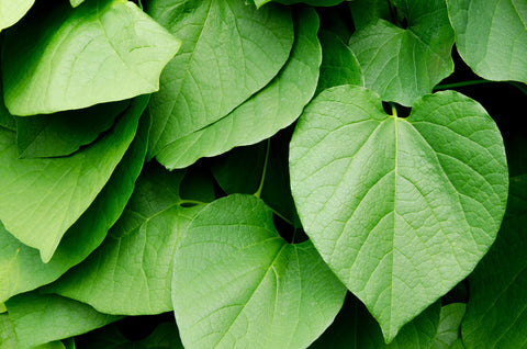 Herb Profile: Kava (Piper methysticum)