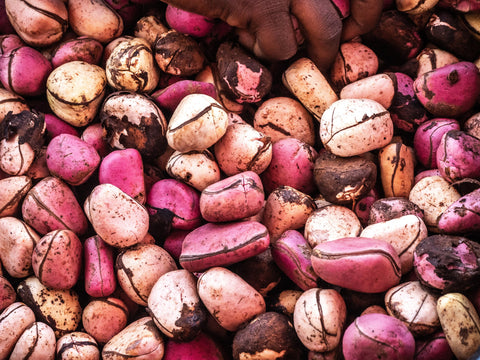 Herb Profile: Kola Nut (Cola vera)