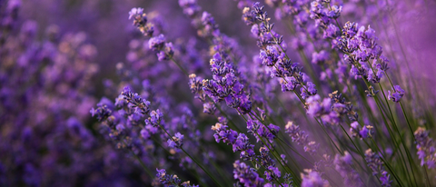 Herb Profile: Lavender (Lavandula angustifolia)