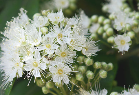 Herb Profile: Lemon Myrtle (Backhousia citriodora)