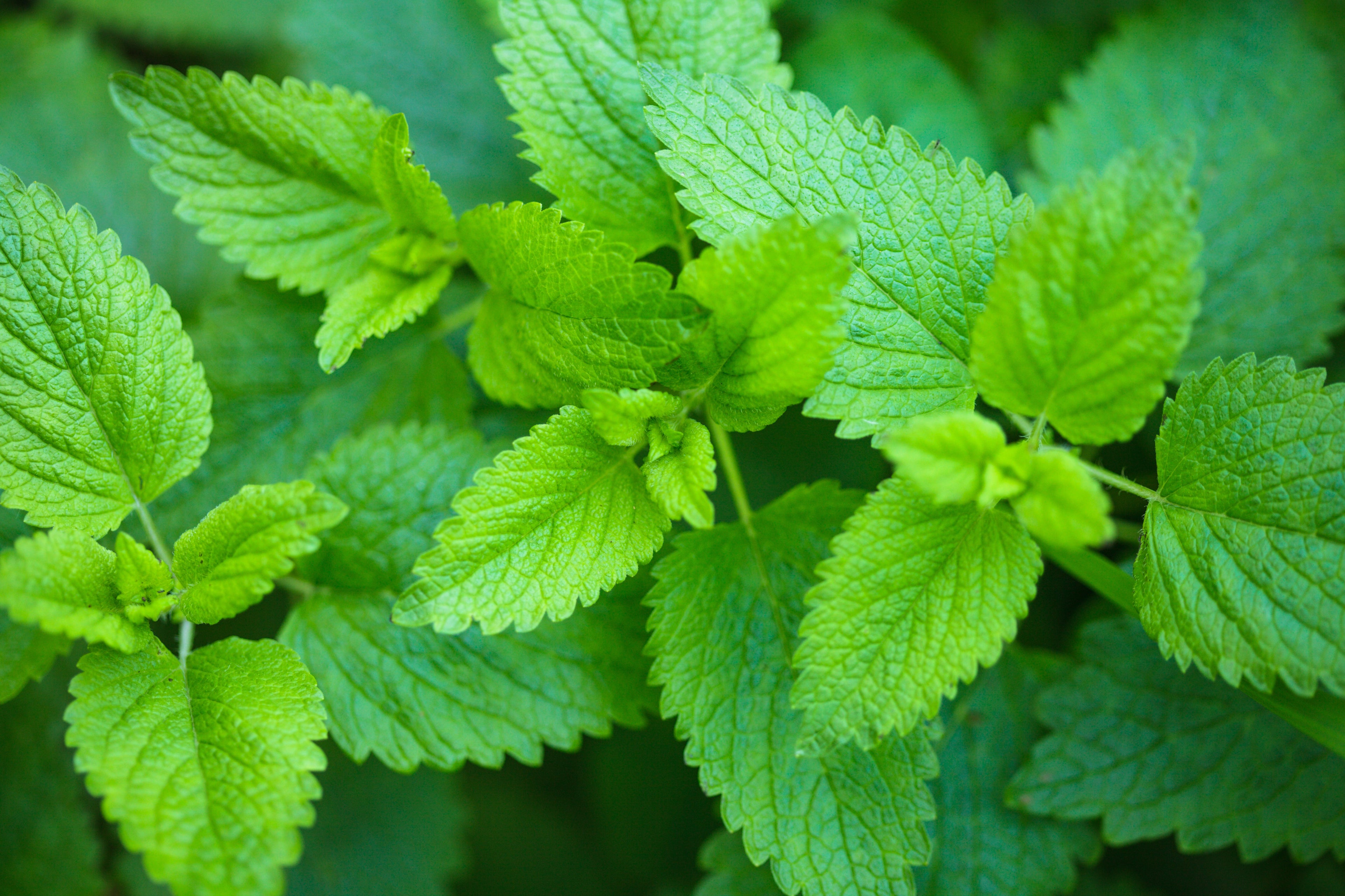 Herb Profile: Lemon Balm (Melissa officinalis)
