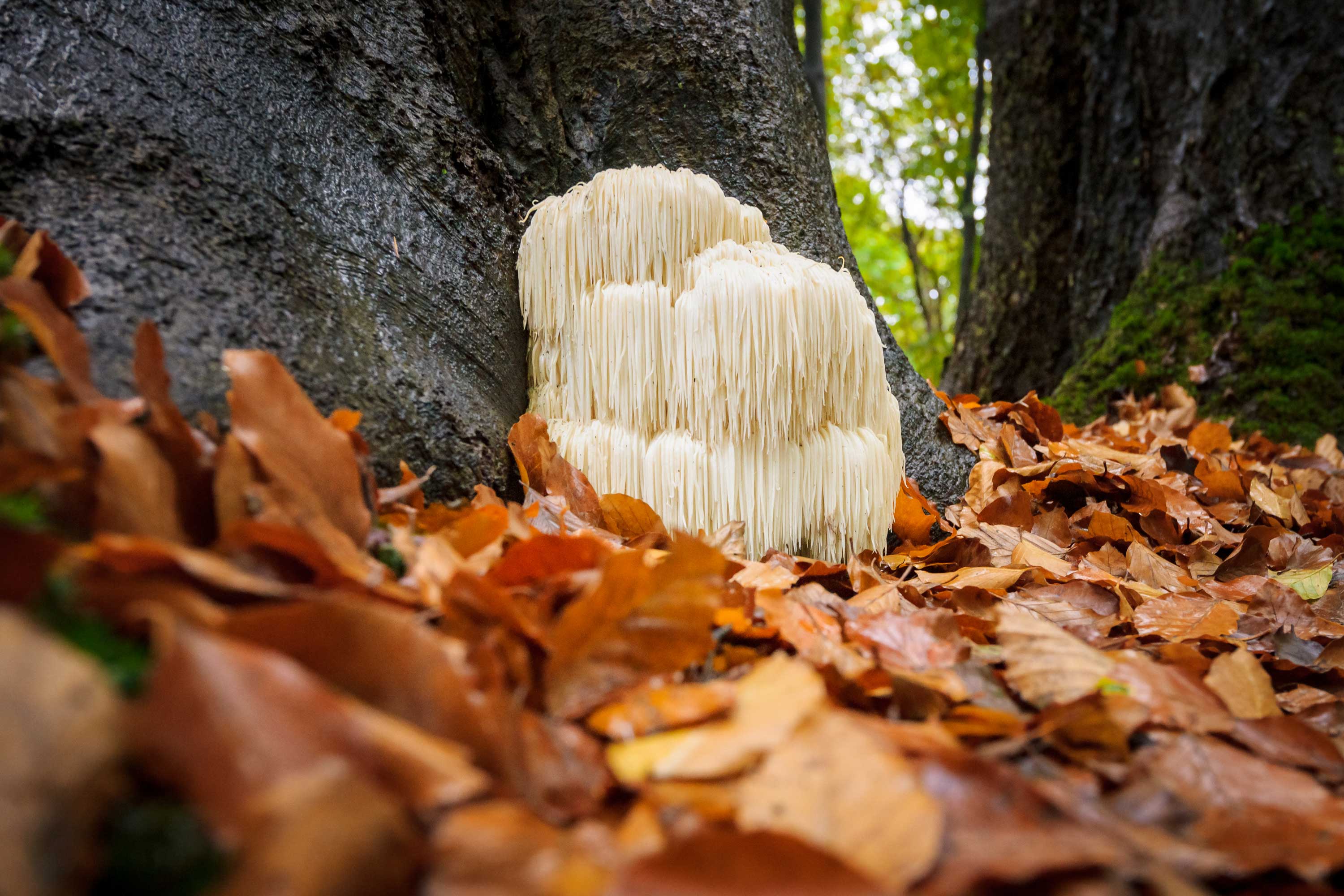 Herb Profile: Lion's Mane Mushroom (Hericium erinaceus)