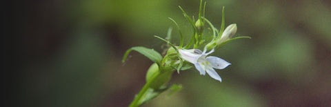Herb Profile: Lobelia (Lobelia inflata)