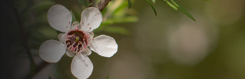 Herb Profile: Manuka Leaf (Leptospermum scoparium)