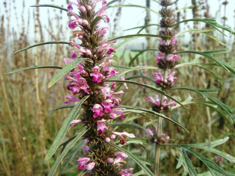 Herb Profile: Marijuanilla (Leonurus sibiricus)