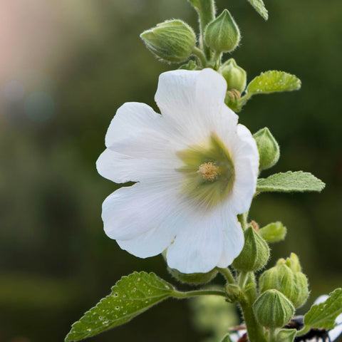 Herb Profile: Marshmallow (Althaea officinalis)