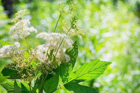 Herb Profile: Meadowsweet (Filipindula ulmaria)