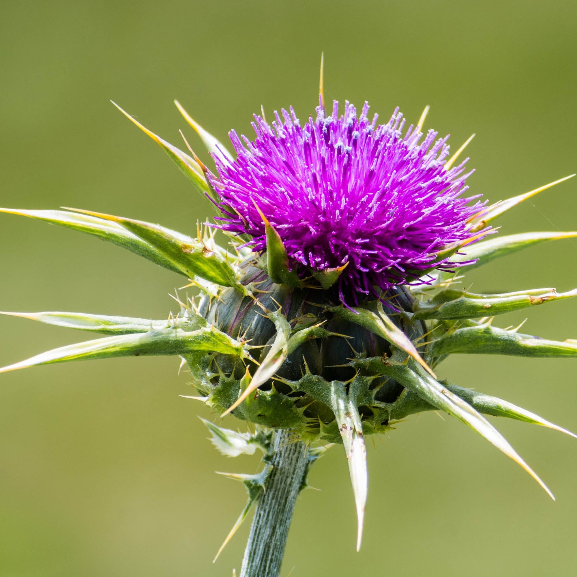 Herb Profile: Milk Thistle (Silybum marianum)
