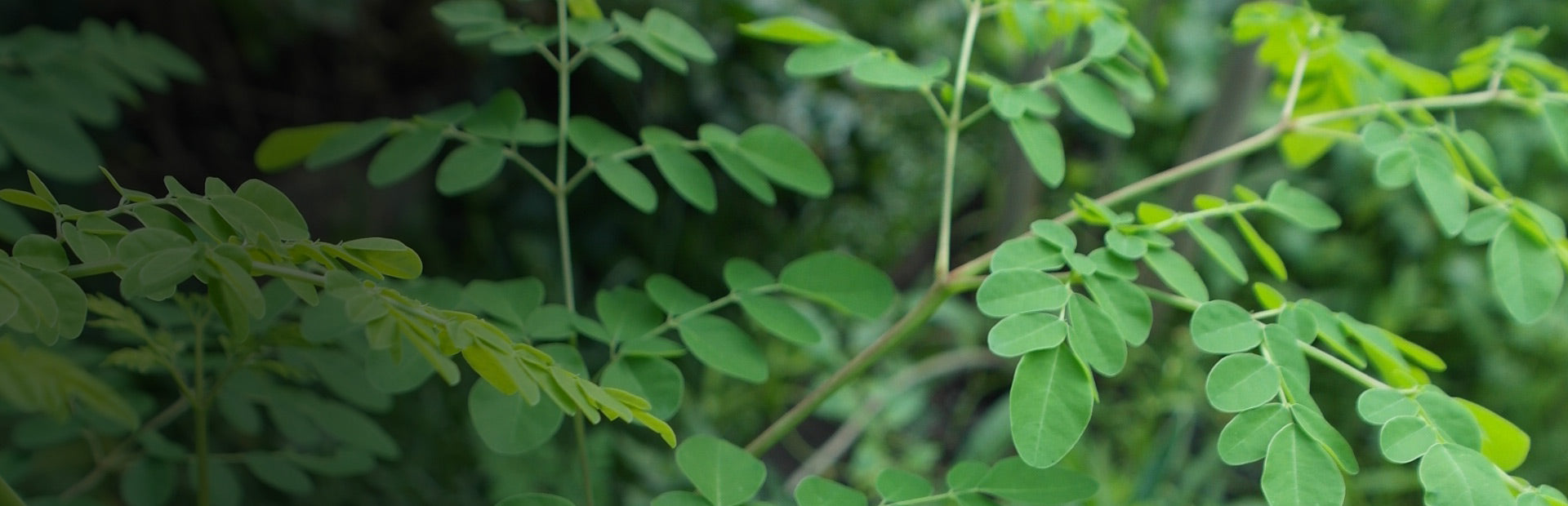 Herb Profile: Moringa (Moringa oleifera)