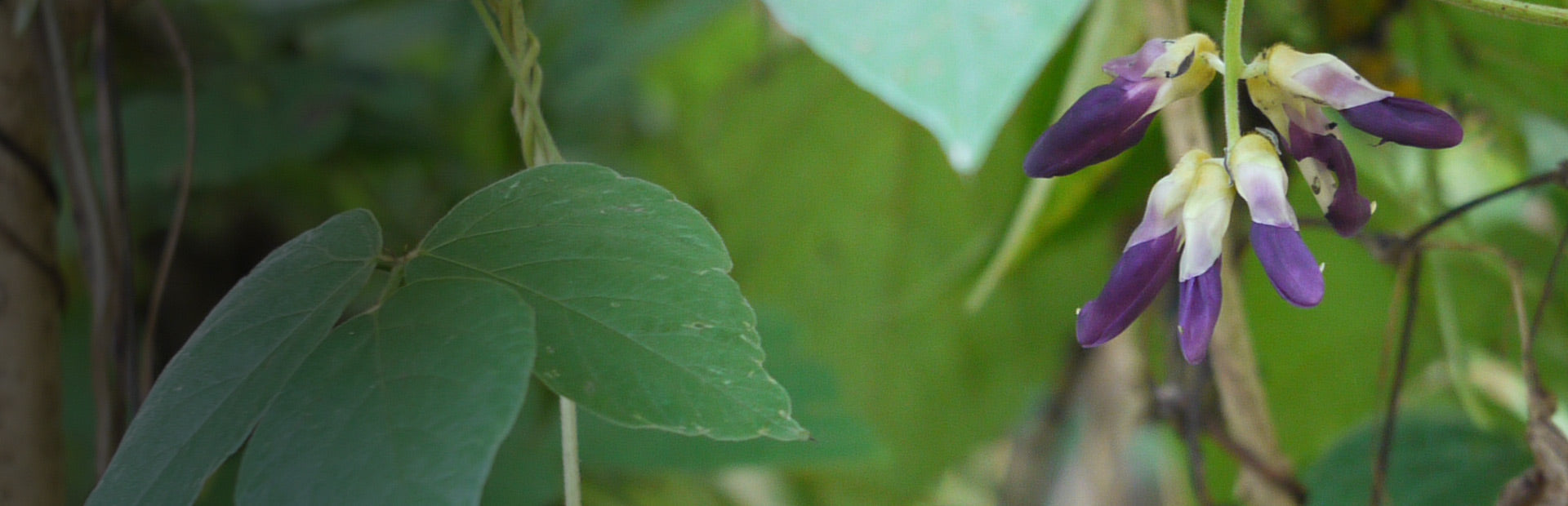 Herb Profile: Mucuna (Mucuna pruriens)