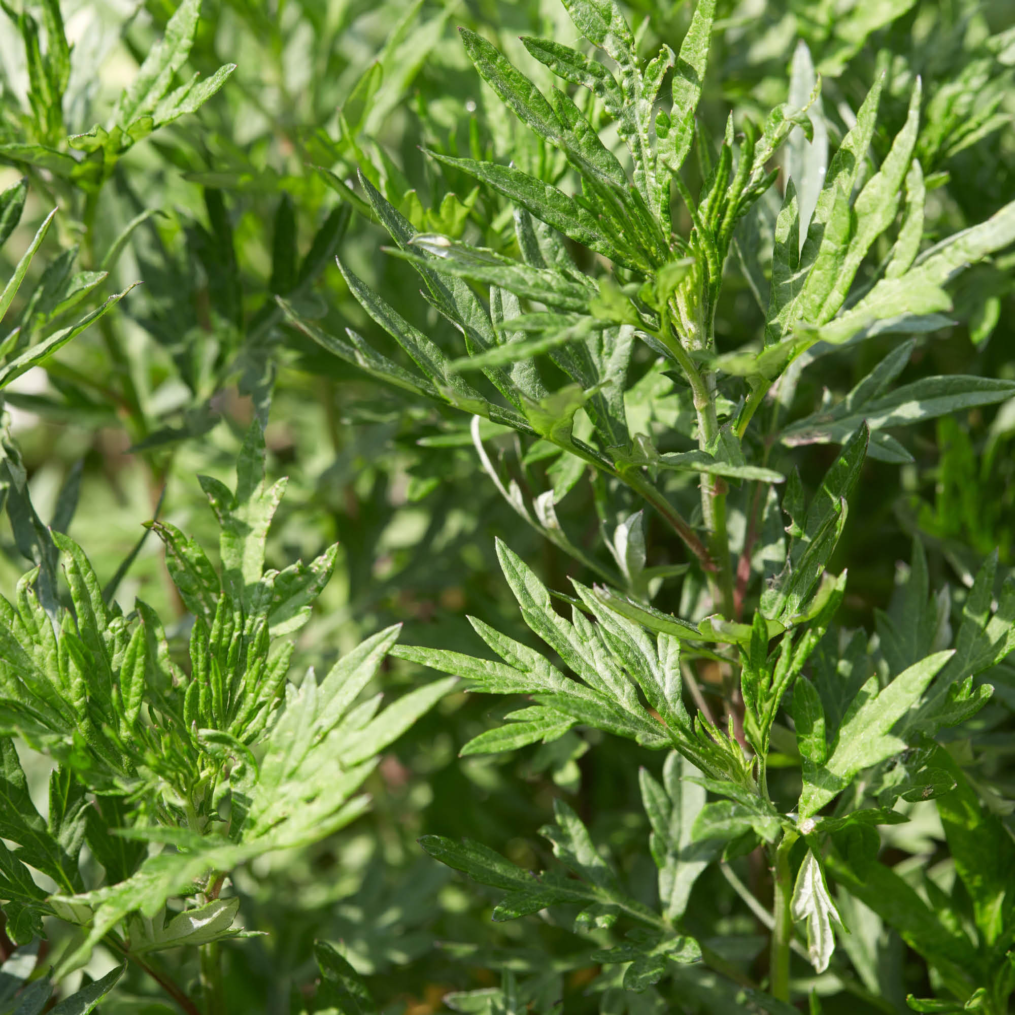 Herb Profile: Mugwort (Artemisia verlotiorum)