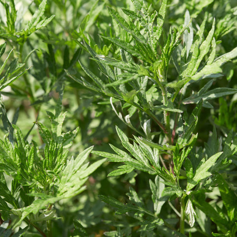 Herb Profile: Mugwort (Artemisia verlotiorum)