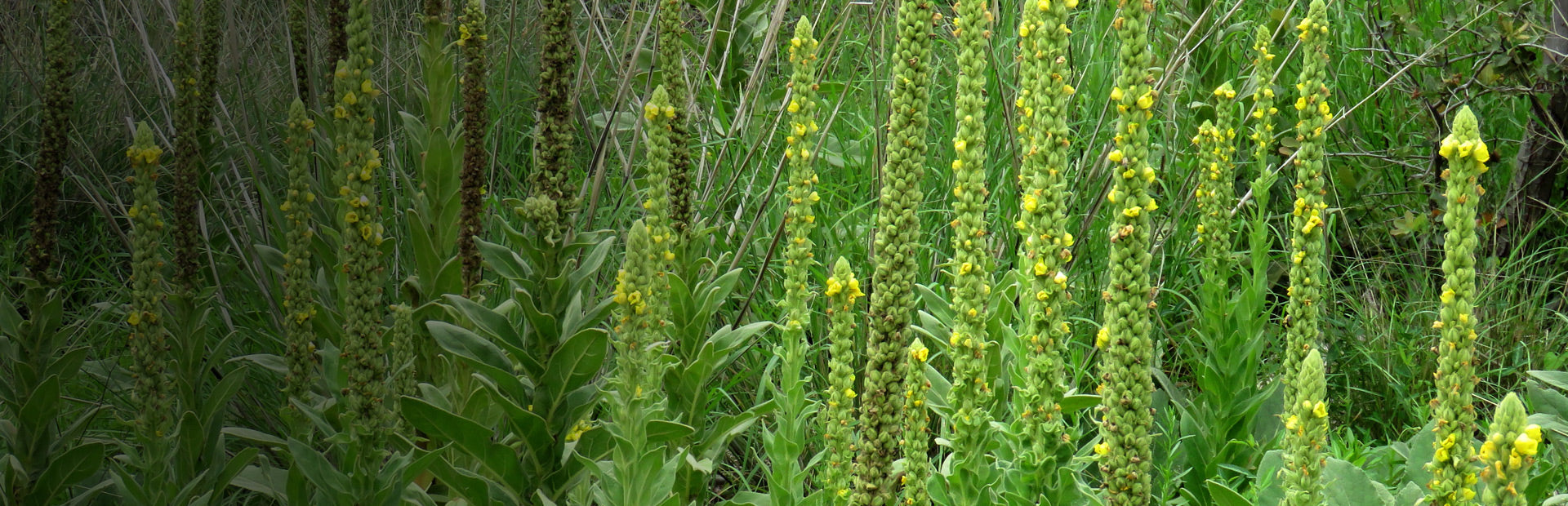 Herb Profile: Mullein (Verbascum thapsus)