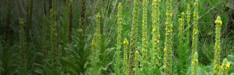 Herb Profile: Mullein (Verbascum thapsus)