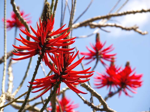 Herb Profile: Mulungu (Erythrina mulungu)