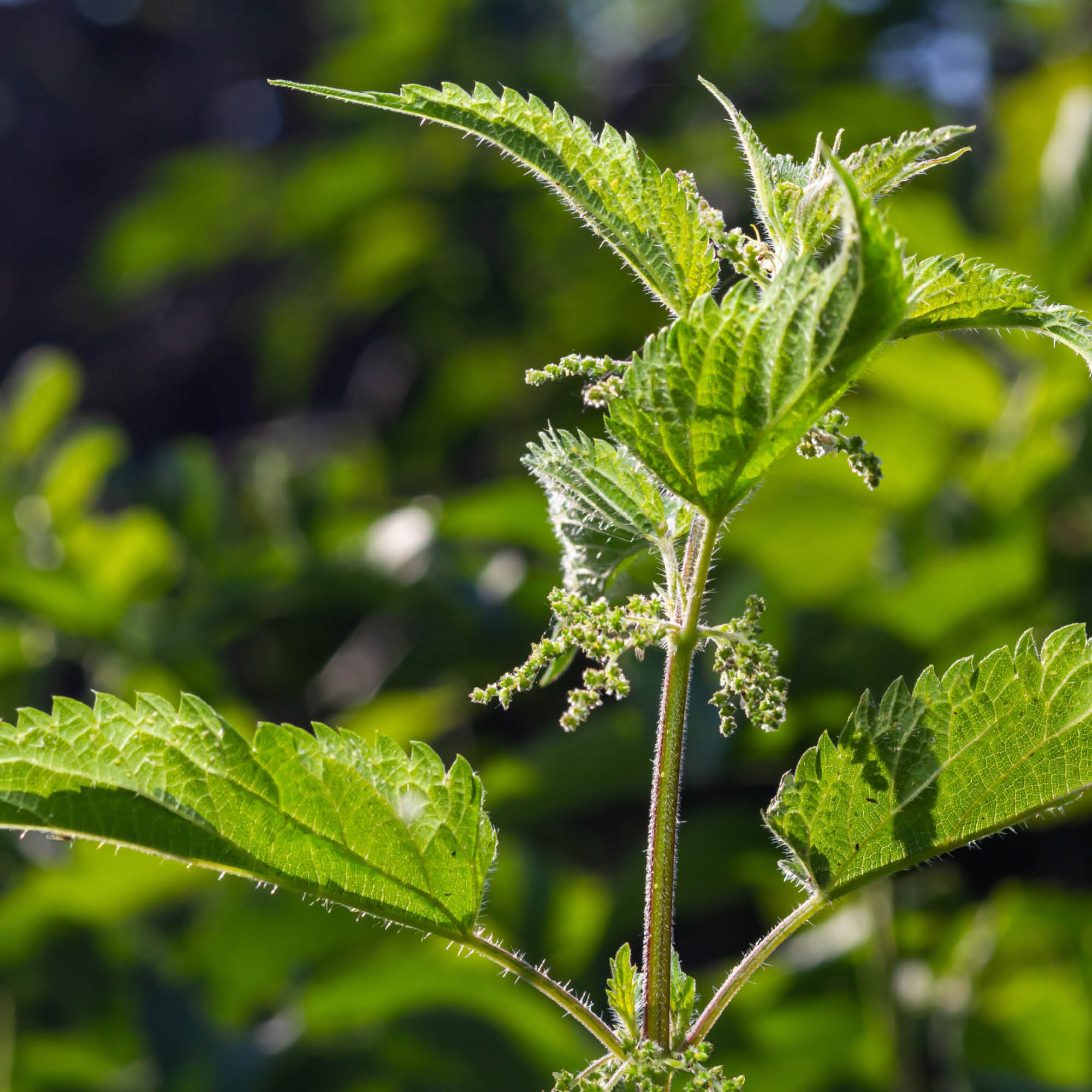Herb Profile: Nettle (Urtica dioica)