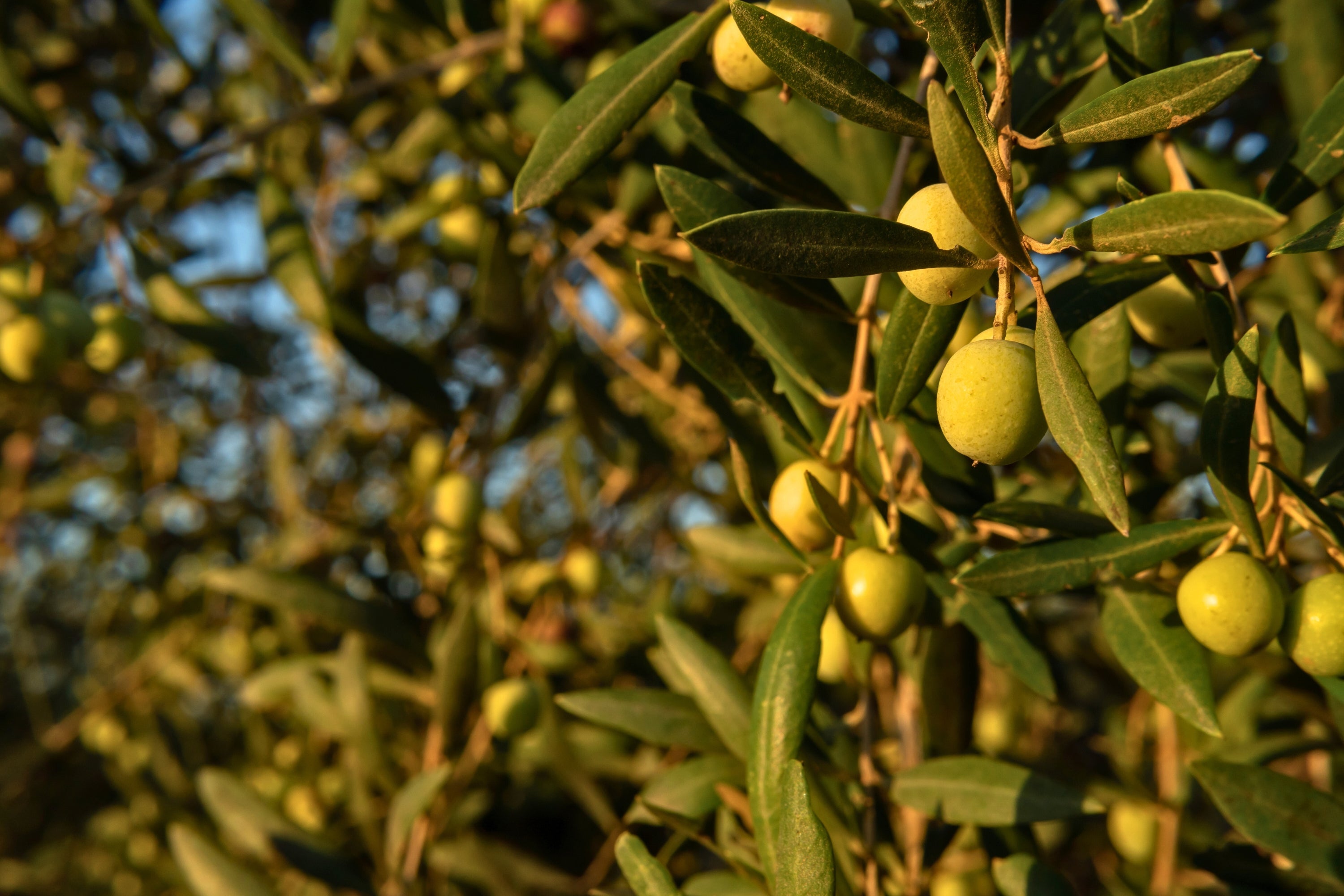Herb Profile: Olive Leaf (Olea europaea)