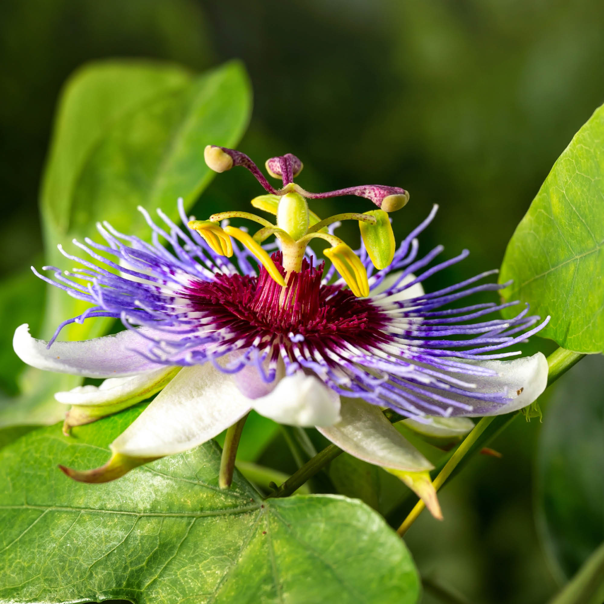 Herb Profile: Passionflower (Passiflora incarnata)