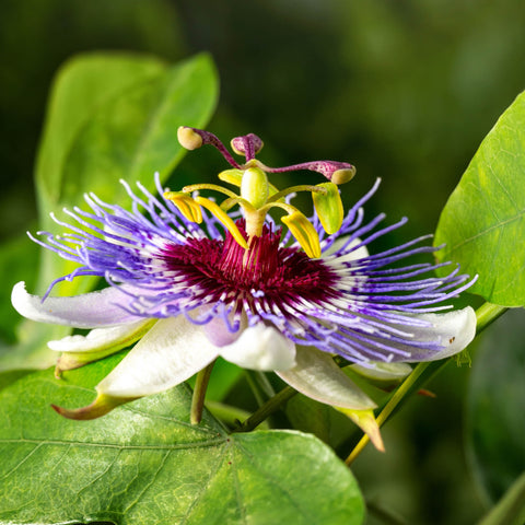 Herb Profile: Passionflower (Passiflora incarnata)