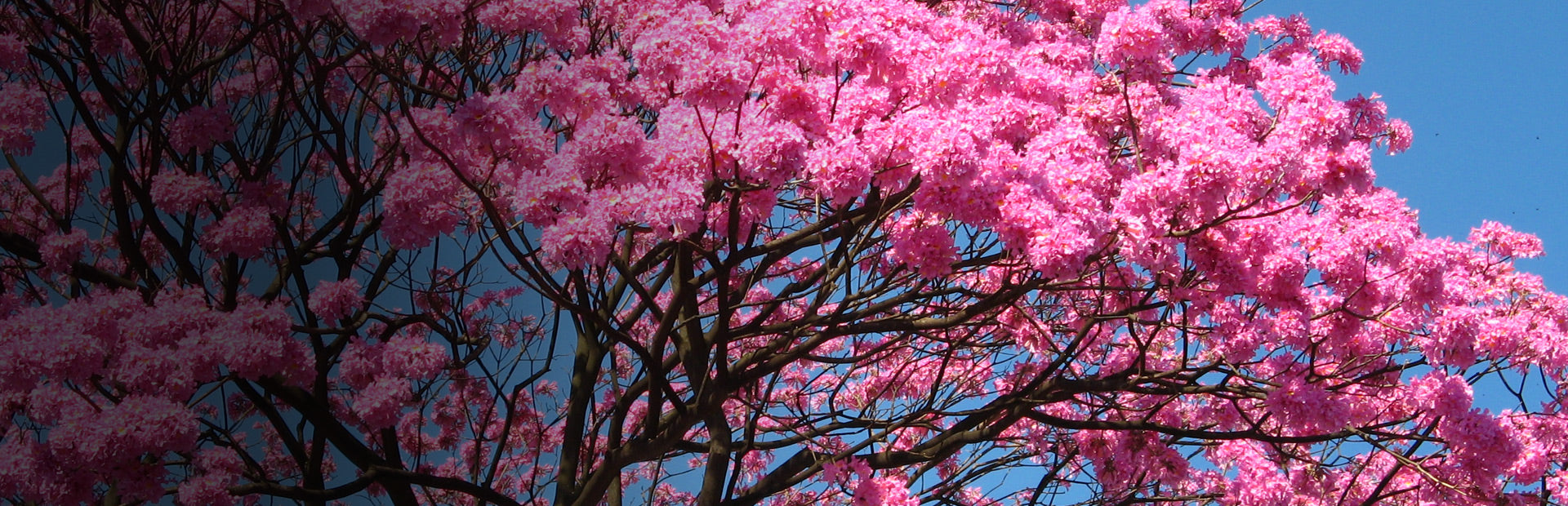 Herb Profile: Pau D'Arco (Tabebuia impetiganosa)