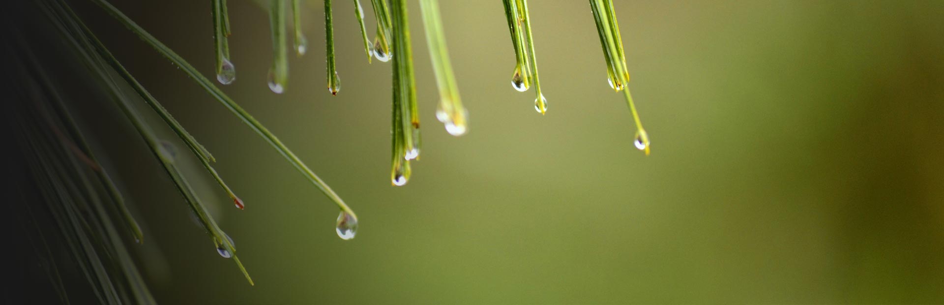 Herb Profile: Pine Needle (Pinus koraiensis)