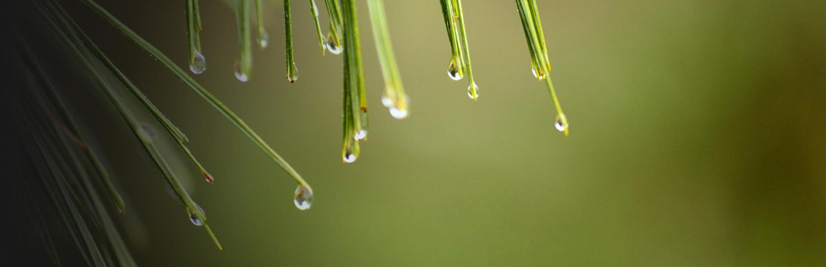 Herb Profile: Pine Needle (Pinus koraiensis)