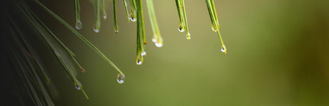 Herb Profile: Pine Needle (Pinus koraiensis)