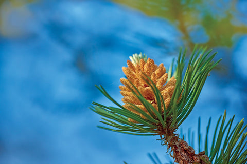 Herb Profile: Pine Pollen (Pinus massoniana)