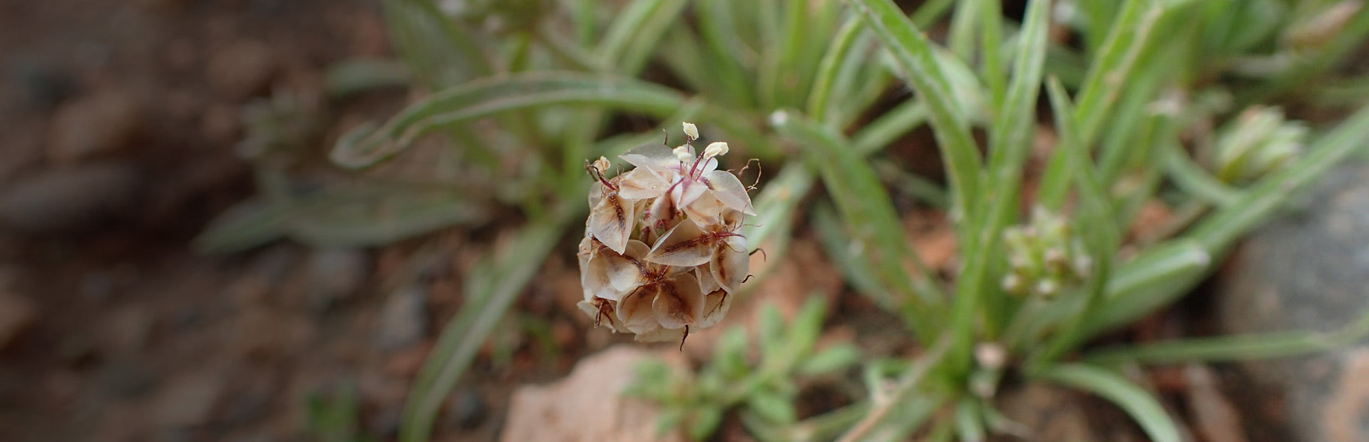 Herb Profile: Psyllium Husk (Plantago ovata)