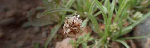 Herb Profile: Psyllium Husk (Plantago ovata)