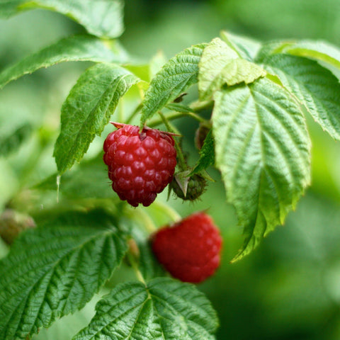 Herb Profile: Raspberry Leaf (Rubus idaeus)