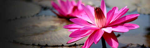Herb Profile: Red Lily (Nymphaea rubra)