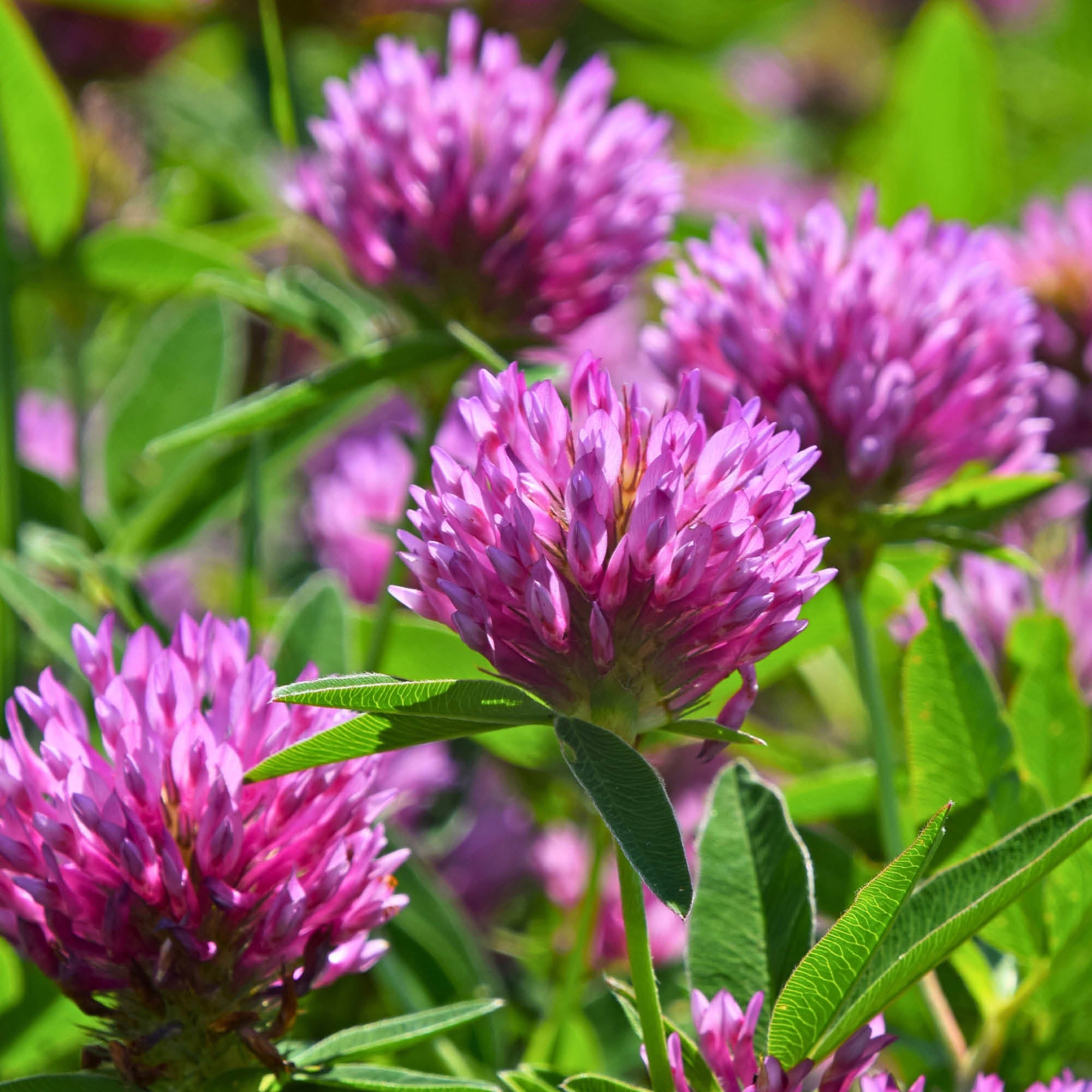Herb Profile: Red Clover (Trifolium pratense)