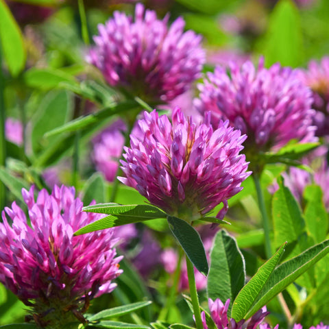 Herb Profile: Red Clover (Trifolium pratense)