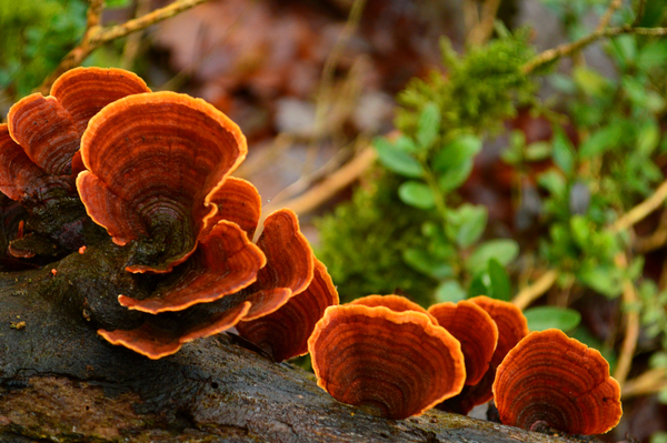 Medicinal Mushrooms: Your Guide to Functional Fungi