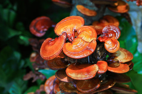Herb Profile: Reishi Mushroom (Ganoderma lucidum)
