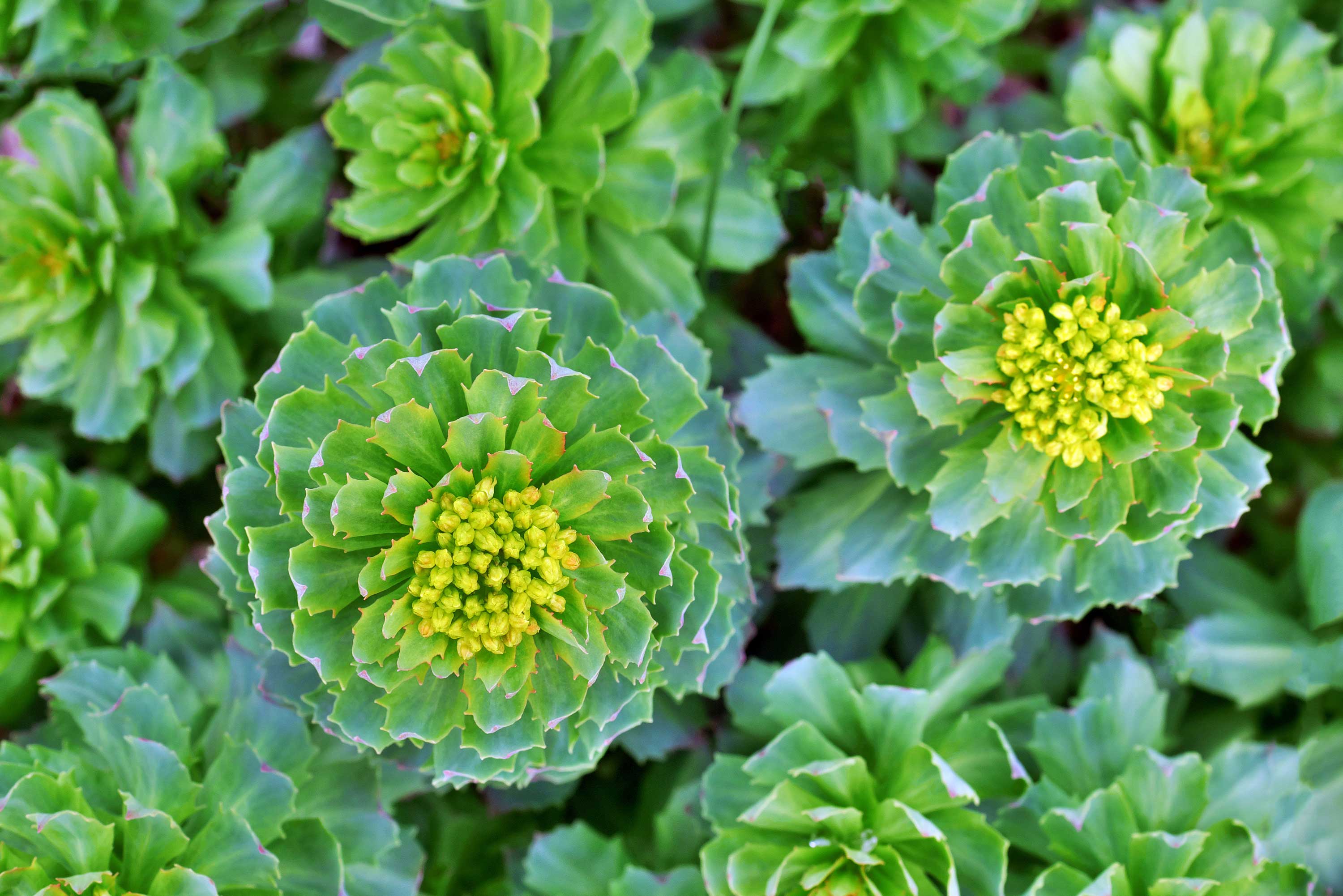 Herb Profile: Rhodiola (Rhodiola rosea)