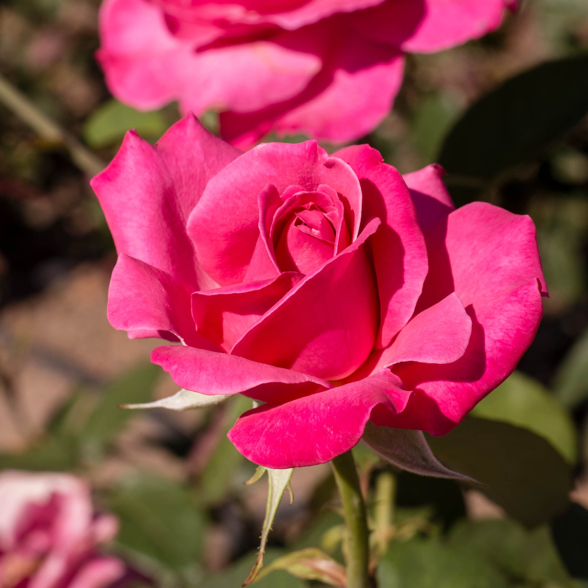 Herb Profile: Rose (Rosa spp.)