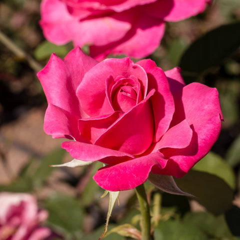 Herb Profile: Rose (Rosa spp.)